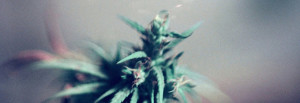 Planta de marihuana - Cannabis Club