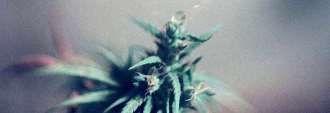 Planta de marihuana - Cannabis Club