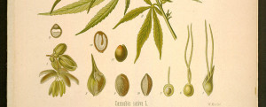 Cannabis Sativa