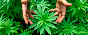 Cuidado del cannabis