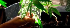 Cultivando Cannabis